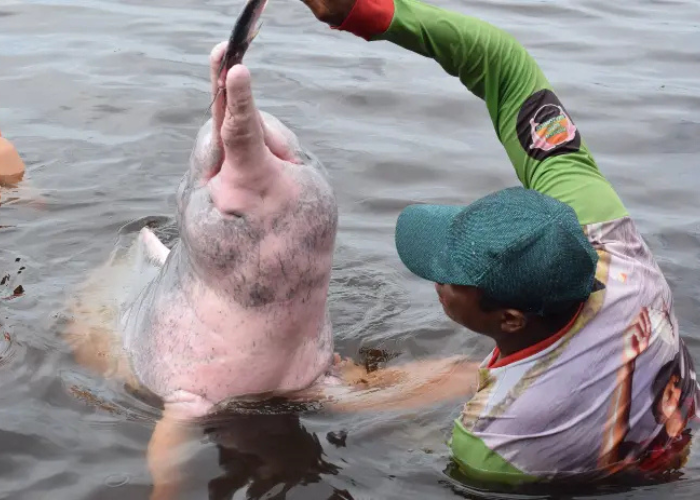 Swimming with Pink Dolphins in the Amazon: A Complete Private Day Tour from Manaus