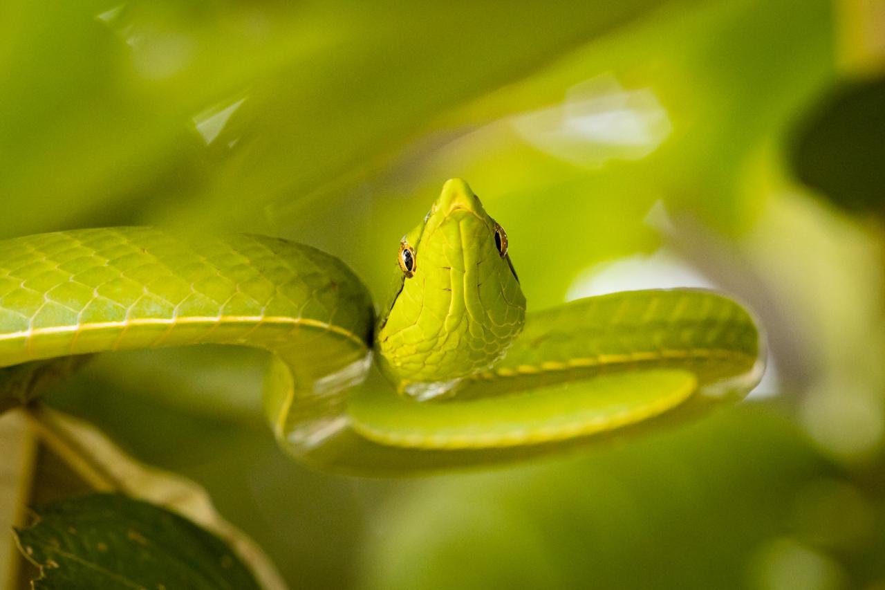 Amazon Green Vine Snake